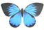 Bionic butterfly RC flyer - 06