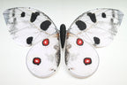 Bionic butterfly RC flyer - 15