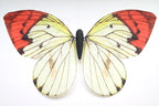 Bionic butterfly RC flyer - 08